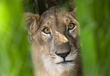geretteter Löwe aus dem Sudan